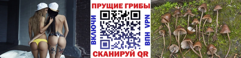 Галлюциногенные грибы Magic Shrooms  закладки  Каргополь 